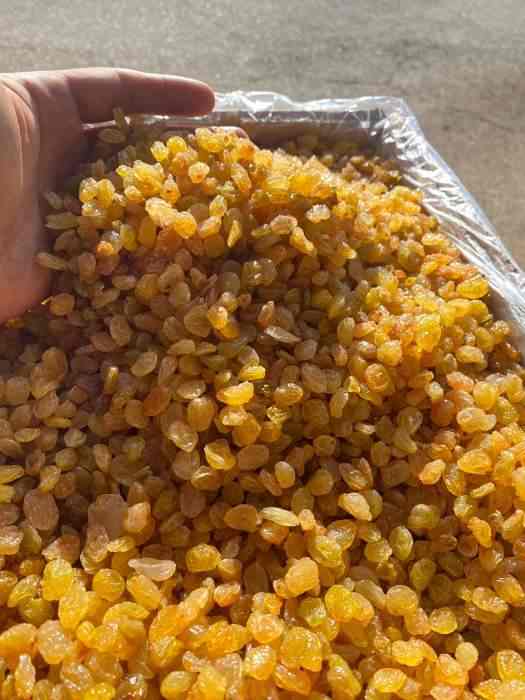 تصویر 1 از کشمش گلدن ملایر با رنگ طلایی و کیفیت ممتاز خشکبار